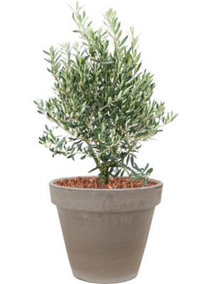 Olea europaea en Terra Cotta