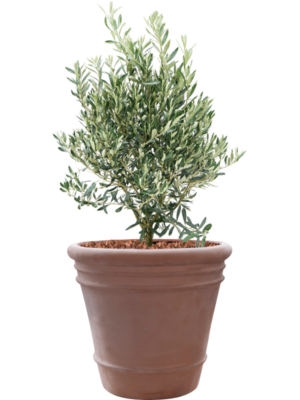 Olea europaea en Terra Cotta Doppio