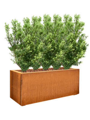 Ilex crenata 'Dark Green' en Cortensteel
