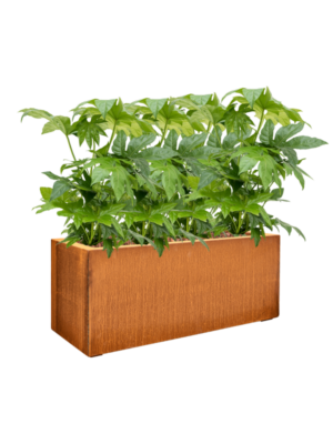 Fatsia japonica en Cortensteel