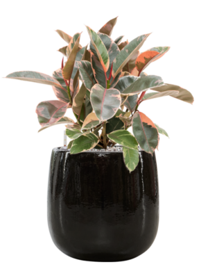 Ficus elastica 'Belize' en Balloon