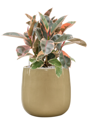 Ficus elastica 'Belize' en Balloon
