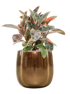 Ficus elastica 'Belize' en Balloon