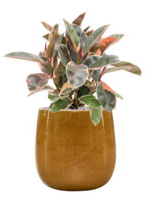 Ficus elastica 'Belize' en Balloon