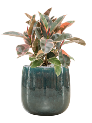 Ficus elastica 'Belize' en Balloon