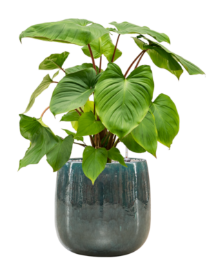 Homalomena rubescens 'Maggy en Balloon