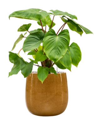 Homalomena rubescens 'Maggy en Balloon