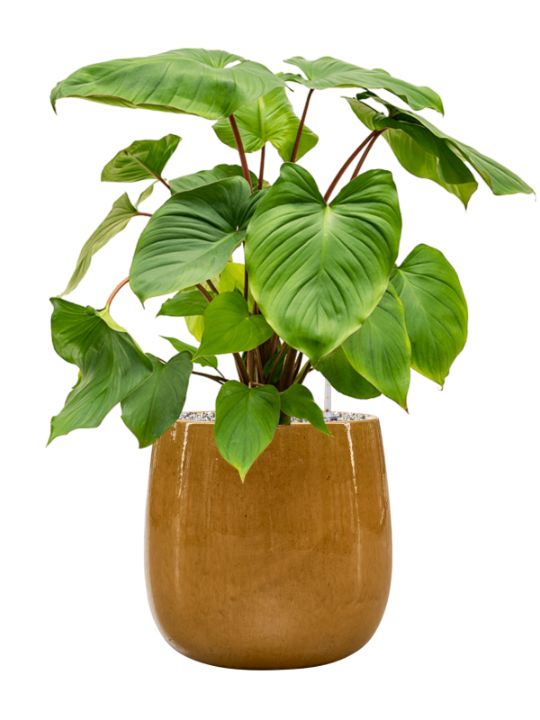 Homalomena rubescens 'Maggy en Balloon, Private label