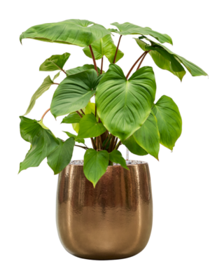 Homalomena rubescens 'Maggy en Balloon