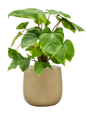 Homalomena rubescens 'Maggy en Balloon