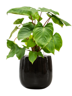 Homalomena rubescens 'Maggy en Balloon