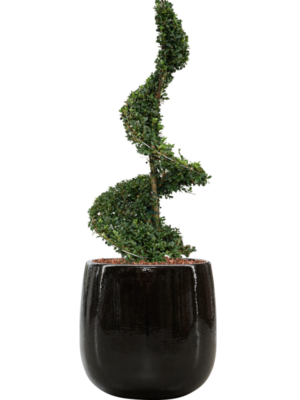 Ilex crenata 'Dark Green' en Balloon