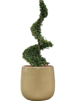 Ilex crenata 'Dark Green' en Balloon