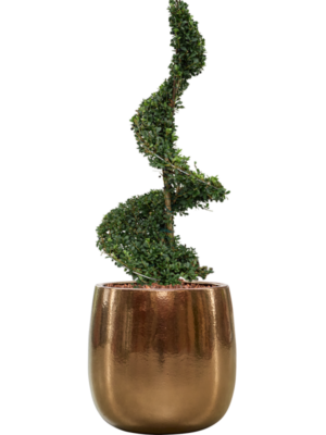 Ilex crenata 'Dark Green' en Balloon