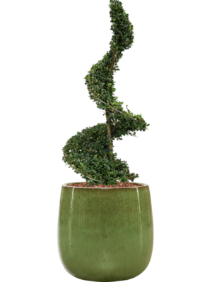 Ilex crenata 'Dark Green' en Balloon