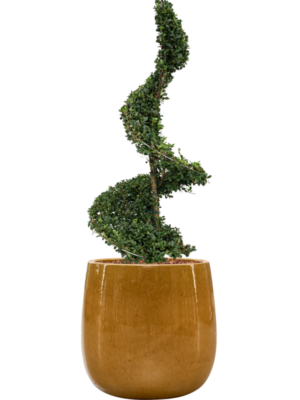 Ilex crenata 'Dark Green' en Balloon