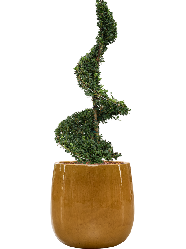 Ilex crenata 'Dark Green' en Balloon, Private label