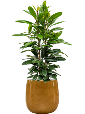 Ficus cyathistipula en Balloon