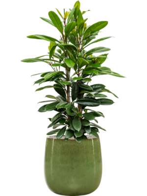 Ficus cyathistipula en Balloon