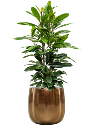 Ficus cyathistipula en Balloon
