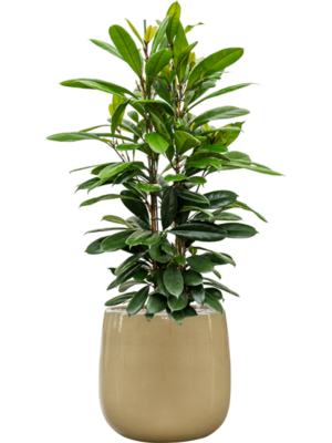 Ficus cyathistipula en Balloon