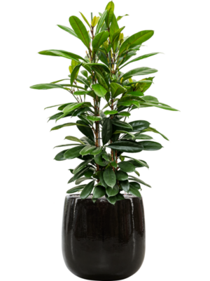Ficus cyathistipula en Balloon