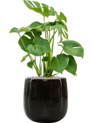 Monstera deliciosa en Balloon