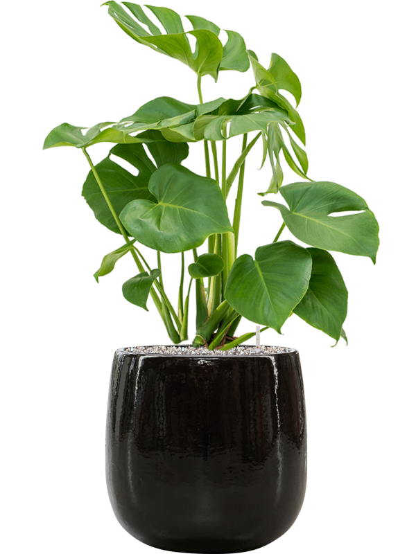 Monstera deliciosa en Balloon, Private label