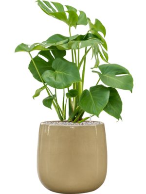Monstera deliciosa en Balloon