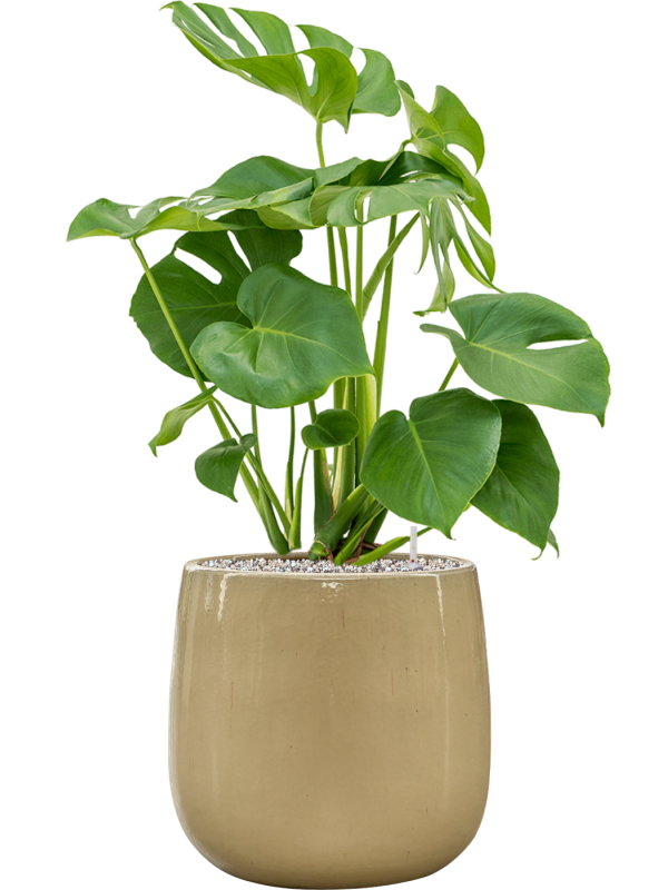 Monstera deliciosa en Balloon, Private label