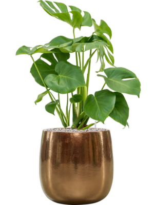Monstera deliciosa en Balloon