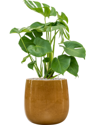 Monstera deliciosa en Balloon