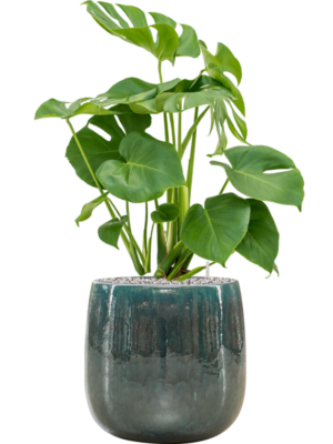 Monstera deliciosa en Balloon