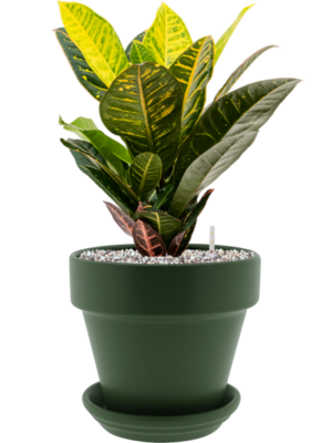 Croton (Codiaeum) variegatum 'Petra' en Urbann
