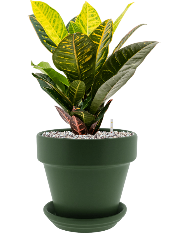 Croton (Codiaeum) variegatum 'Petra' en Urbann, Gina Da