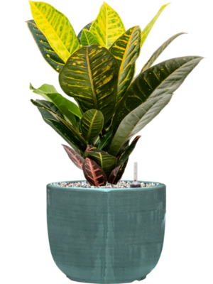 Croton (Codiaeum) variegatum 'Petra' en Plain Striped