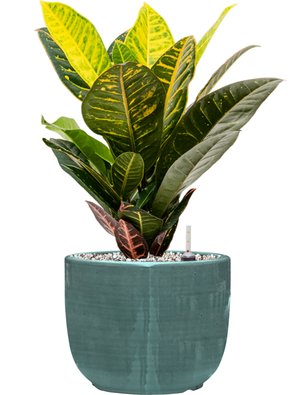 Croton (Codiaeum) variegatum 'Petra' en Plain Striped, Private label