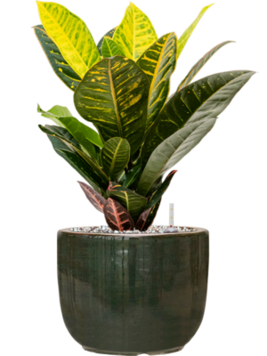Croton (Codiaeum) variegatum 'Petra' en Plain Striped