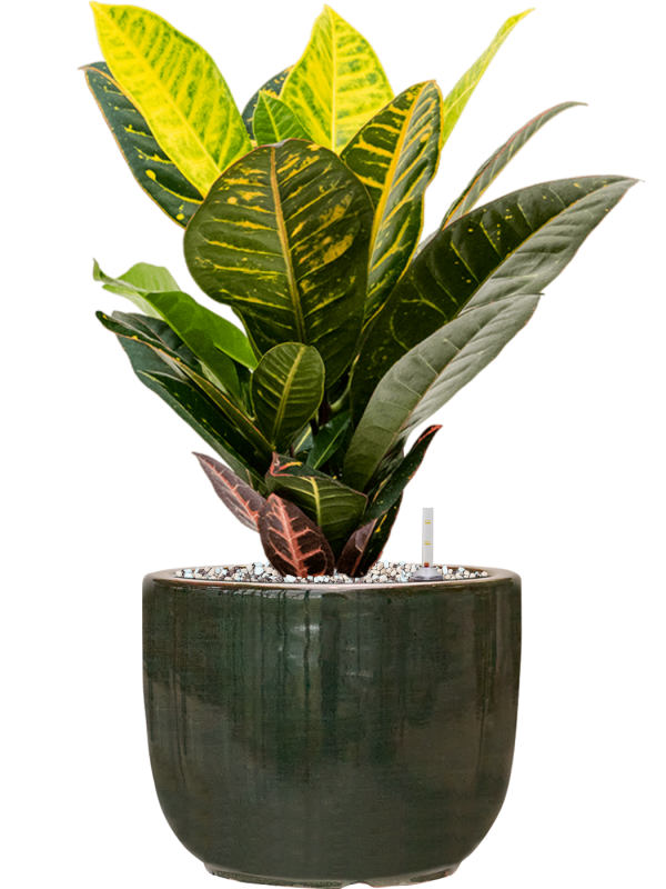 Croton (Codiaeum) variegatum 'Petra' en Plain Striped, Private label