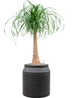Beaucarnea recurvata en Baq Raindrop
