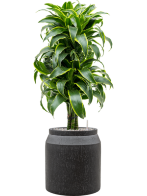Dracaena fragrans 'Dorado' en Baq Raindrop