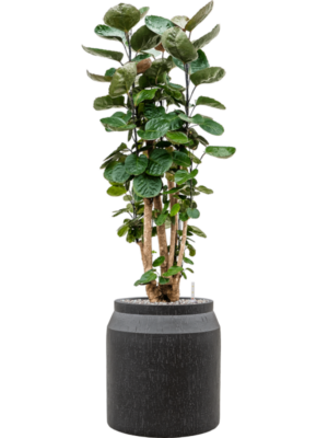 Aralia (polyscias) fabian en Baq Raindrop
