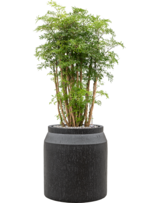 Aralia (Polyscias) 'Ming' en Baq Raindrop