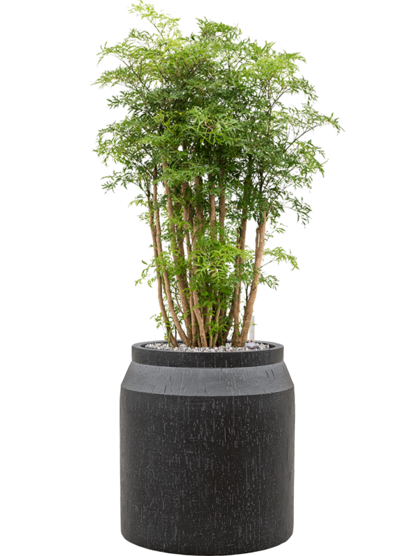 Aralia (Polyscias) 'Ming' en Baq Raindrop