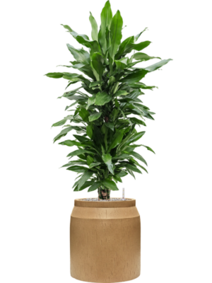 Dracaena fragrans 'Janet Lind' en Baq Raindrop
