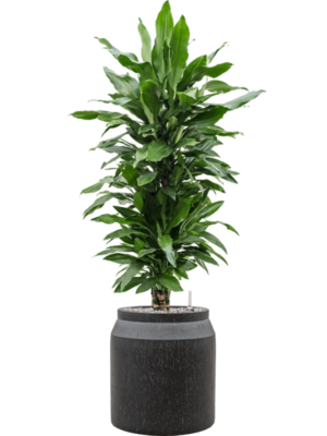 Dracaena fragrans 'Janet Lind' en Baq Raindrop