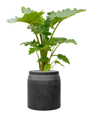 Alocasia 'Portodora' en Baq Raindrop