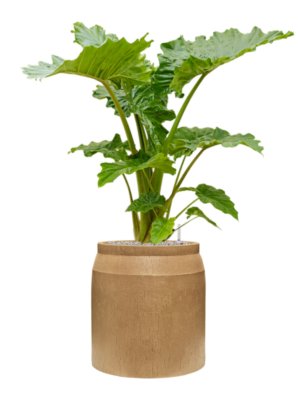 Alocasia 'Portodora' en Baq Raindrop