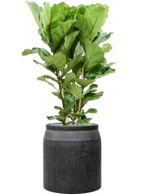 Ficus lyrata en Baq Raindrop