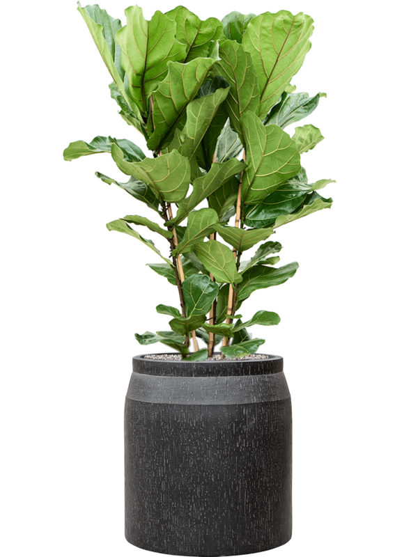 Ficus lyrata en Baq Raindrop